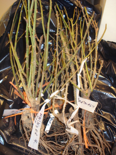 TRANDAFIRII DE LA HOBBY GARDEN