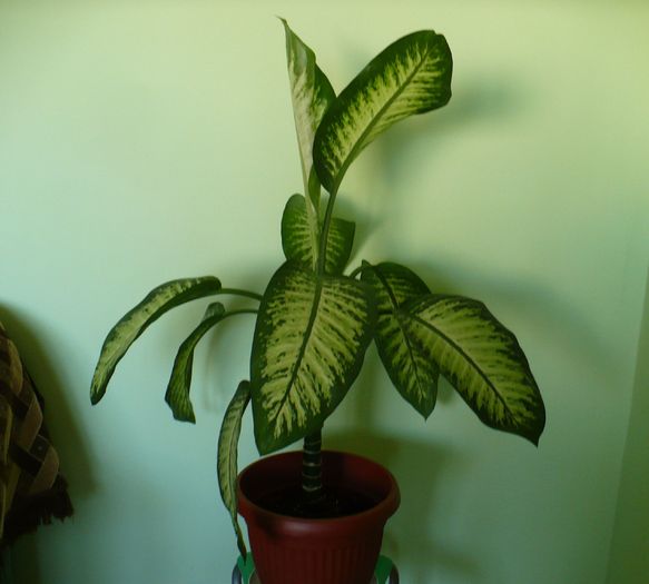 1 nov - Plante verzi - decorative prin frunzis 2009 - 2010
