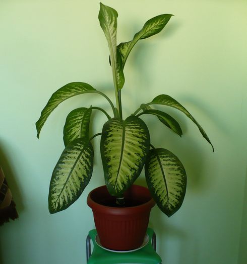 P1310281 - Plante verzi - decorative prin frunzis 2009 - 2010