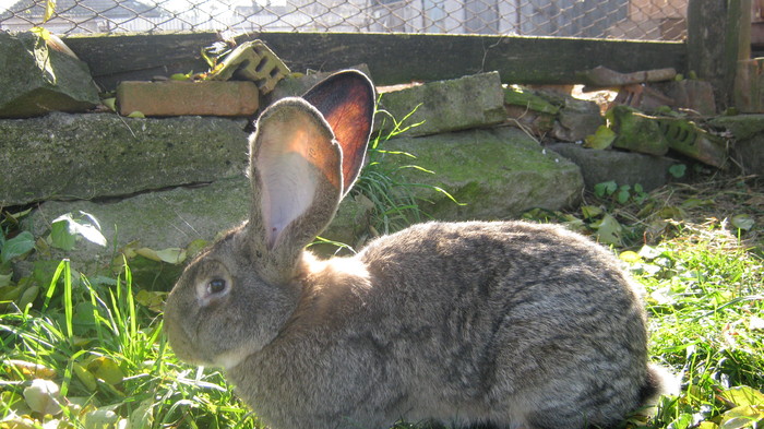 urechi de 22.5 - femela din ianuarie 2010