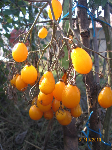 tomate cherry; a trecut luna octombrie si inca nu au cazut din vrej
