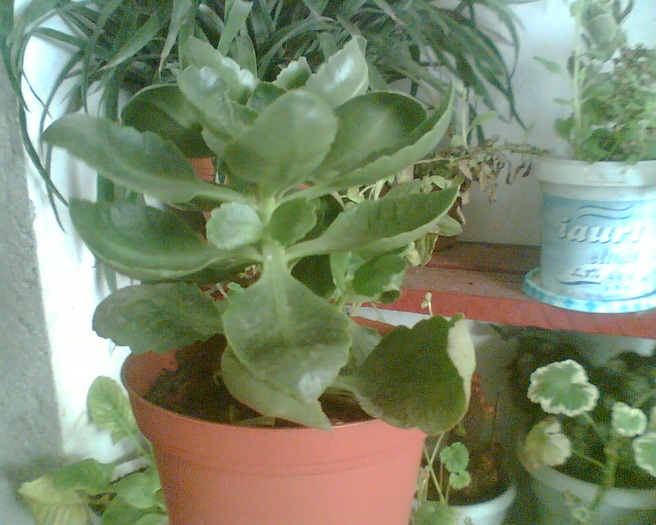 Imag010 - Kalanchoe