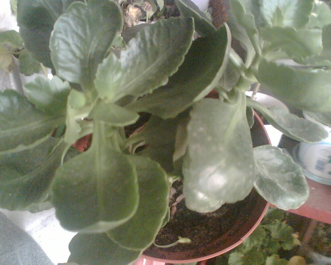 Imag011 - Kalanchoe