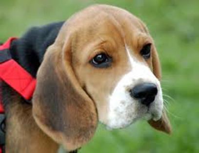  - club catei beagle