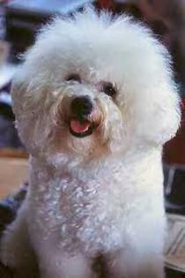  - club catei Bichon Frise