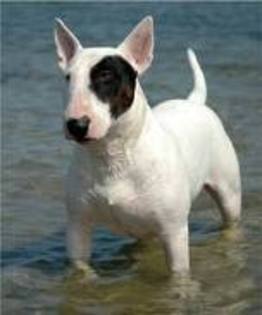 imagesCAE2BABS - club catei Bull Terrier