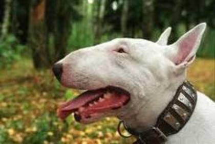  - club catei Bull Terrier