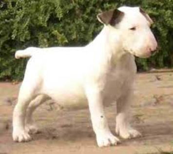  - club catei Bull Terrier