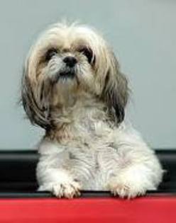 imagesCAZLGO9R - club catei Shih-Tzu