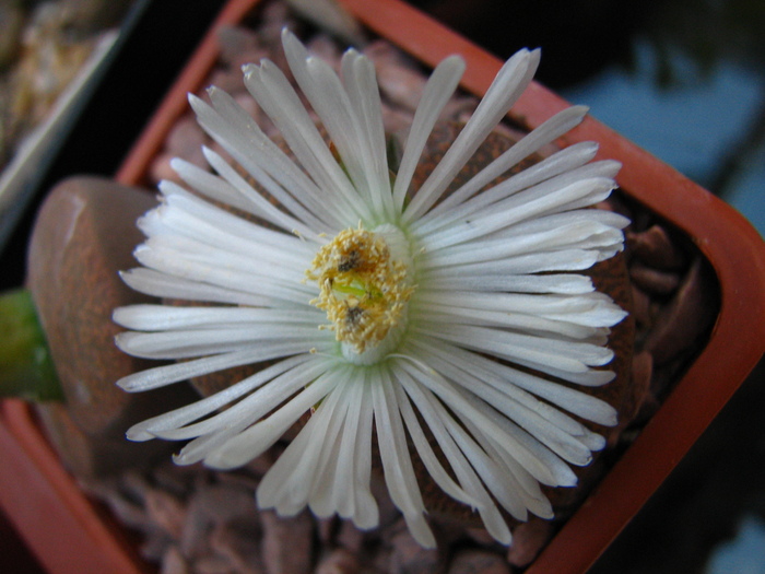 IMG_0001 - Lithops octombrie 2010