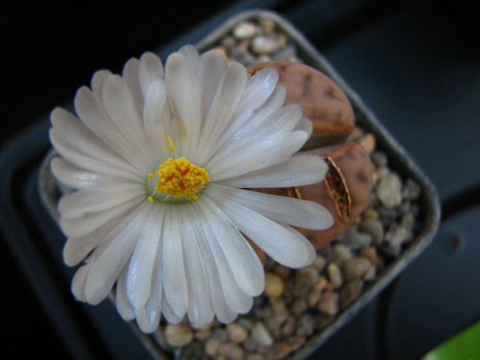 IMG_0003 - Lithops octombrie 2010