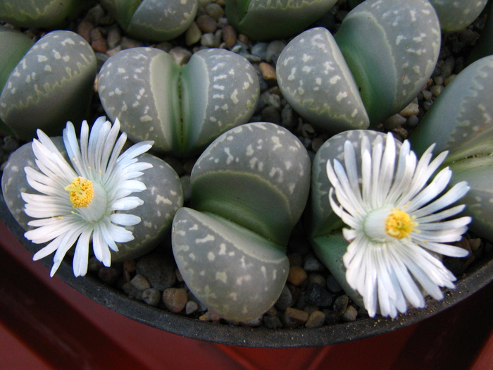 IMG_0004 - Lithops octombrie 2010