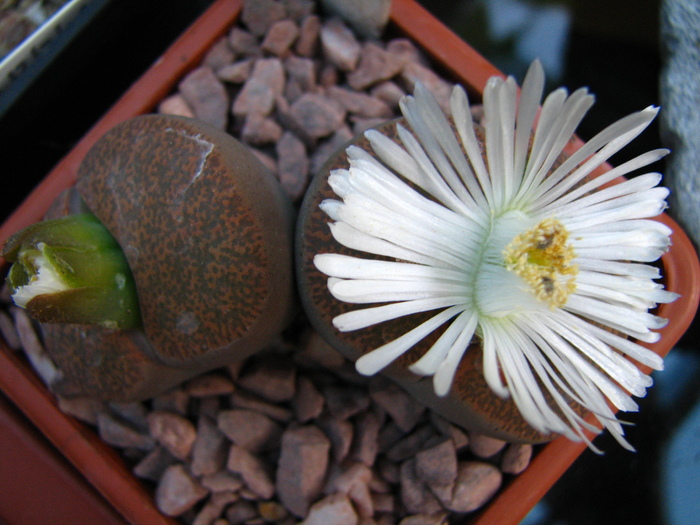 IMG_0006 - Lithops octombrie 2010