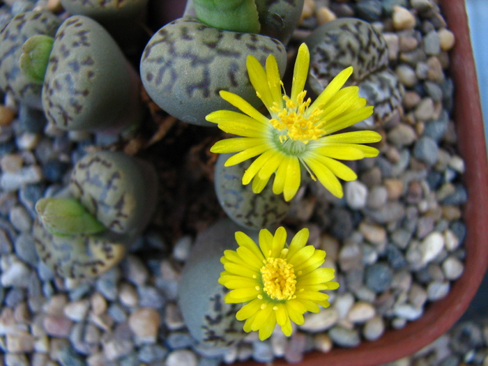 IMG_0008 - Lithops octombrie 2010