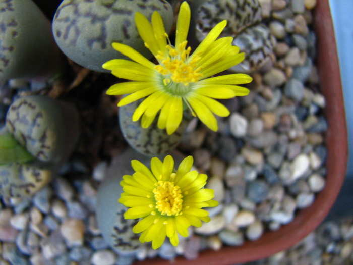 IMG_0009 - Lithops octombrie 2010