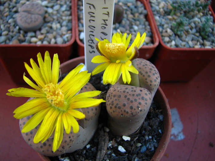 IMG_0080 - Lithops octombrie 2010