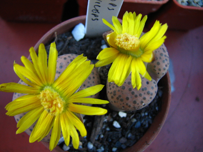 IMG_0081 - Lithops octombrie 2010