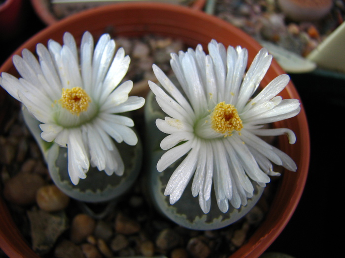 IMG_0099 - Lithops octombrie 2010