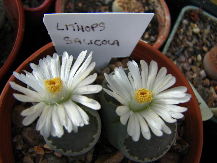 IMG_0100 - Lithops octombrie 2010