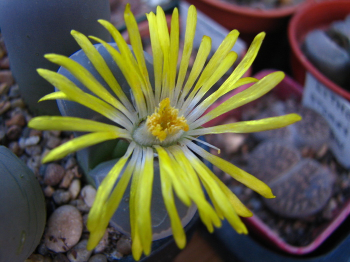 IMG_0167 - Lithops octombrie 2010