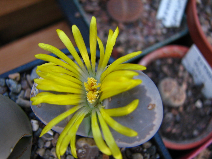 IMG_0168 - Lithops octombrie 2010