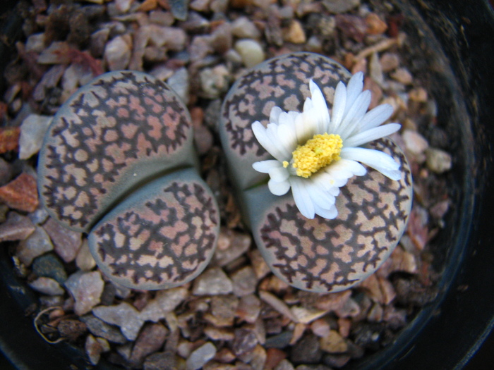 IMG_0171 - Lithops octombrie 2010