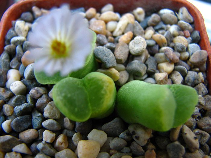 IMG_0001 - Conophytum