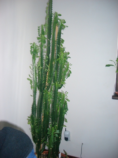 euphorbia.trigona - cactusi si suculente