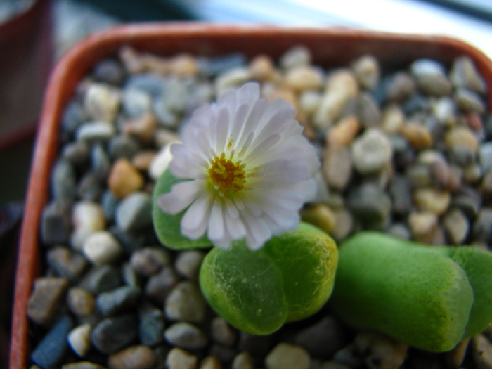 IMG_0004 - Conophytum