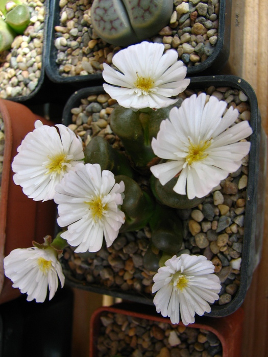 IMG_0032 - Conophytum