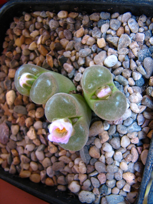 IMG_0037 - Conophytum