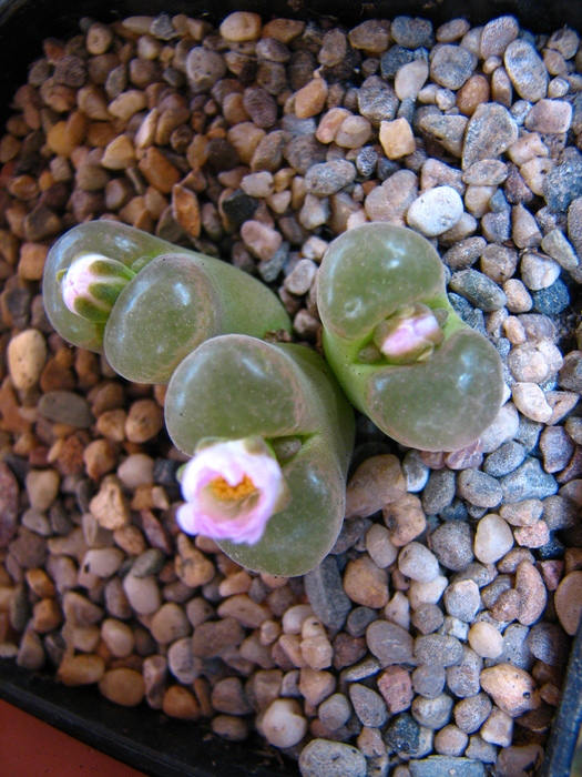 IMG_0038 - Conophytum