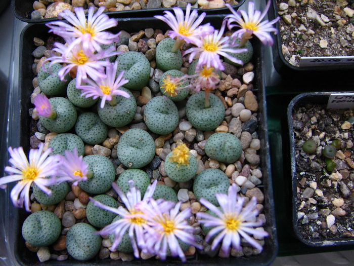 IMG_0058 - Conophytum