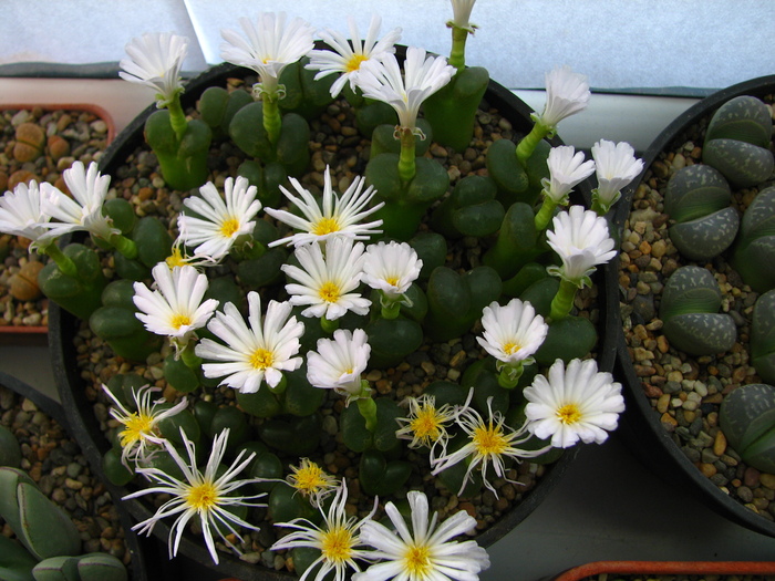 IMG_0062 - Conophytum