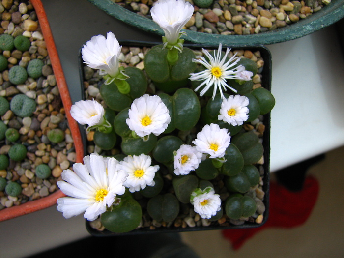 IMG_0064 - Conophytum