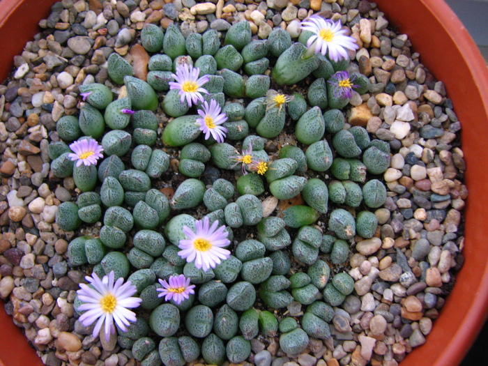 IMG_0067 - Conophytum