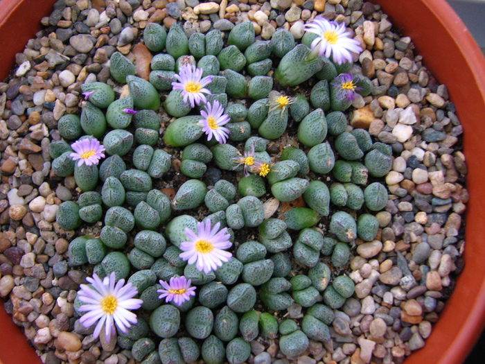 IMG_0068 - Conophytum