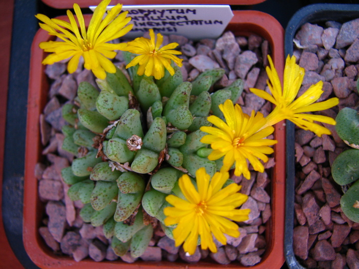 IMG_0173 - Conophytum