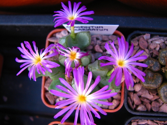 IMG_0175 - Conophytum