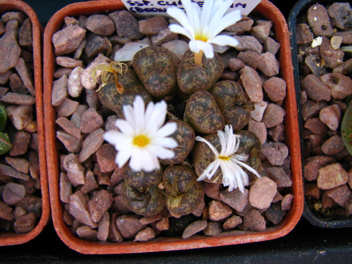 IMG_0177 - Conophytum