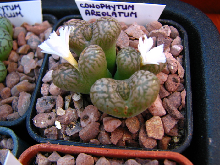 IMG_0179 - Conophytum