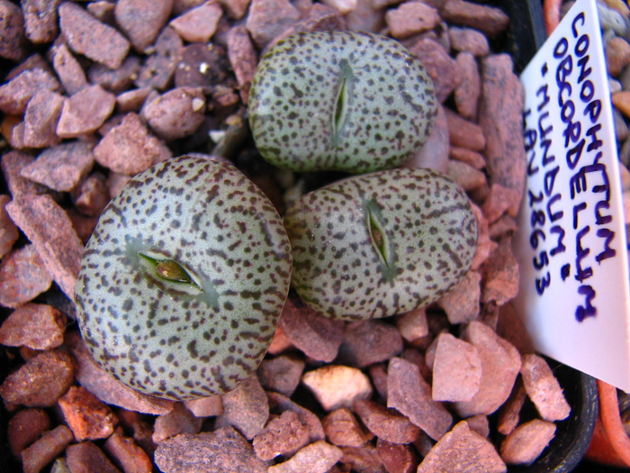 IMG_0185 - Conophytum