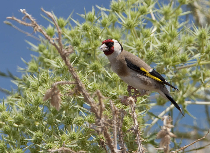 sticlete - Pasari Indigene