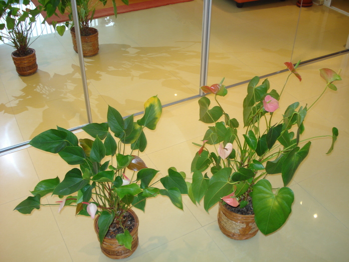 ANTHURIUM
