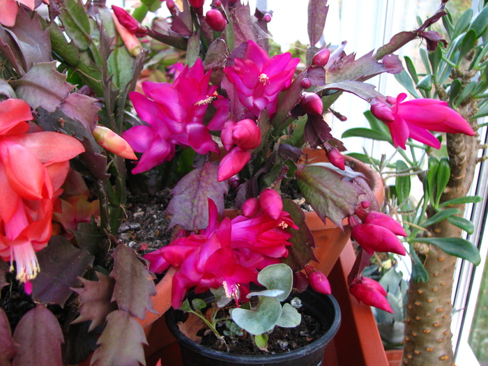 IMG_0009 - Schlumbergera-afara