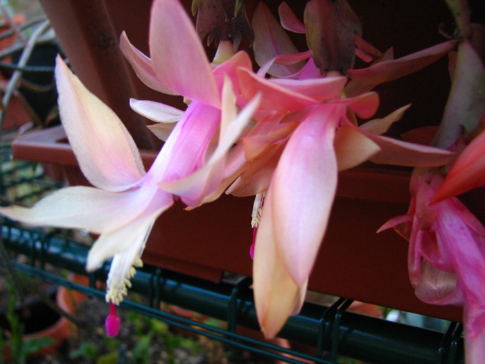 IMG_0014 - Schlumbergera-afara