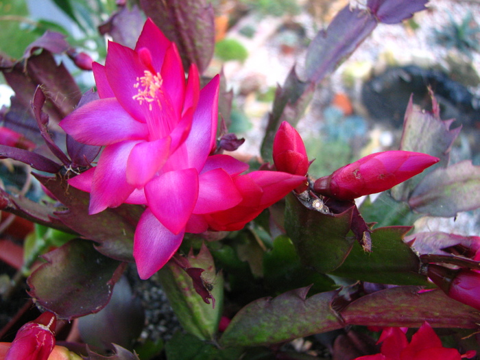 IMG_0015 - Schlumbergera-afara