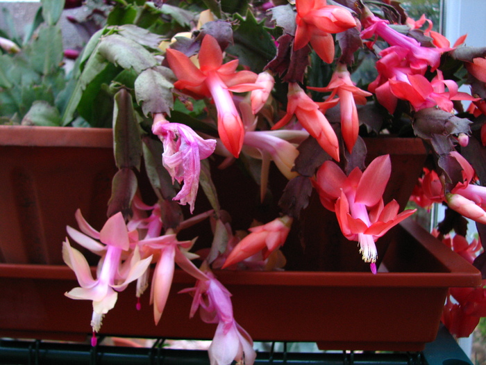 IMG_0226 - Schlumbergera-afara