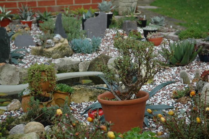 DSC_1077 - Rockery