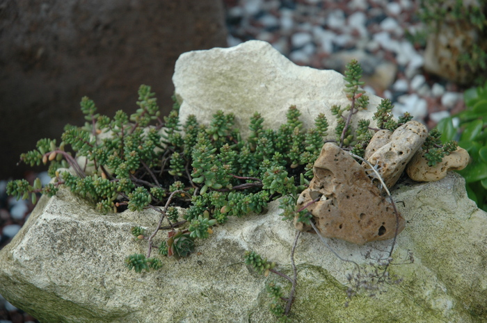 DSC_1088 - Rockery